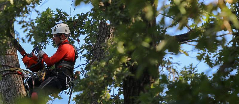 Palm Tree Removal in Brisbane