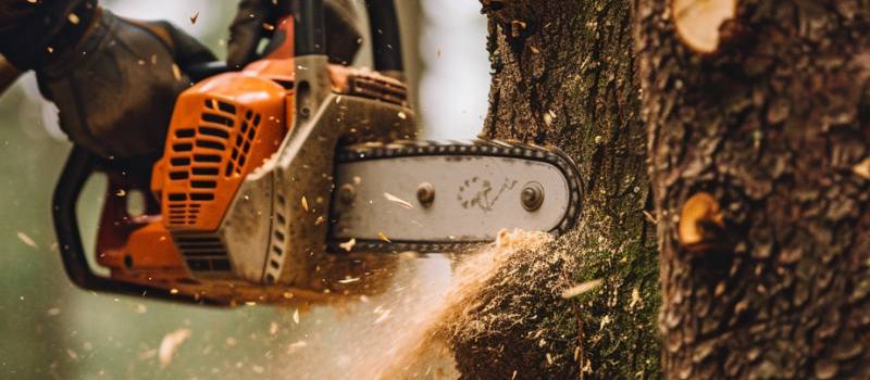 Tree Lopping in Brisbane