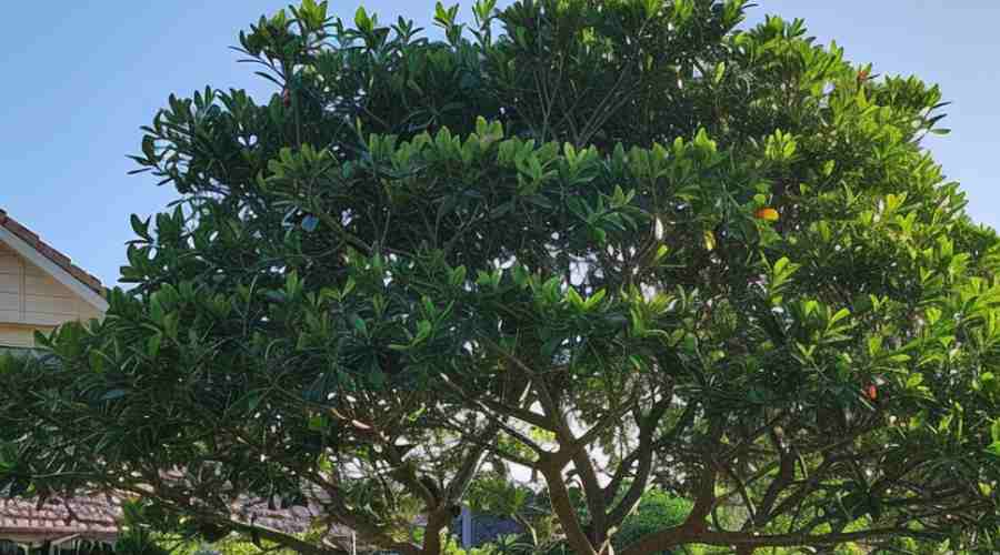 Benefits of Tree Lopping