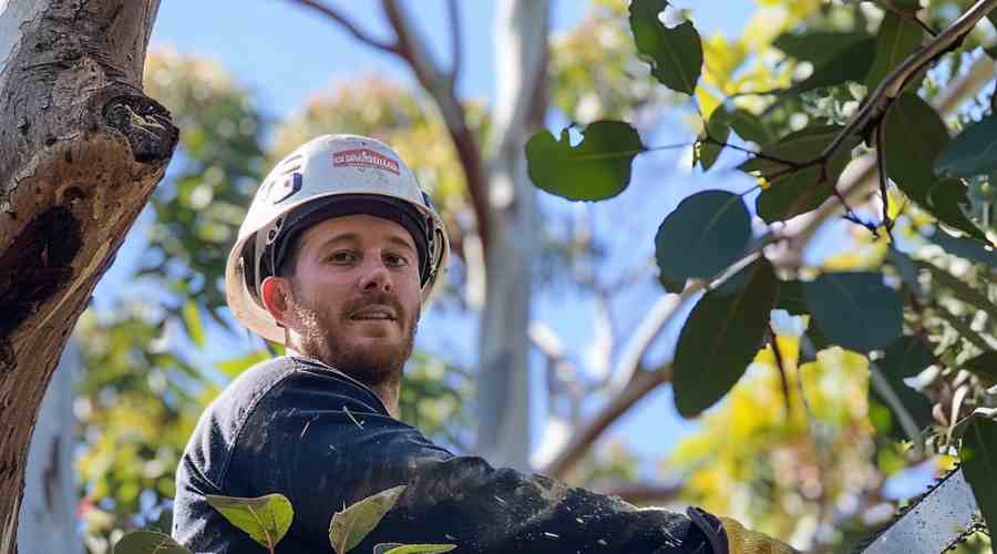 Key Differences Between Tree Lopping and Pruning