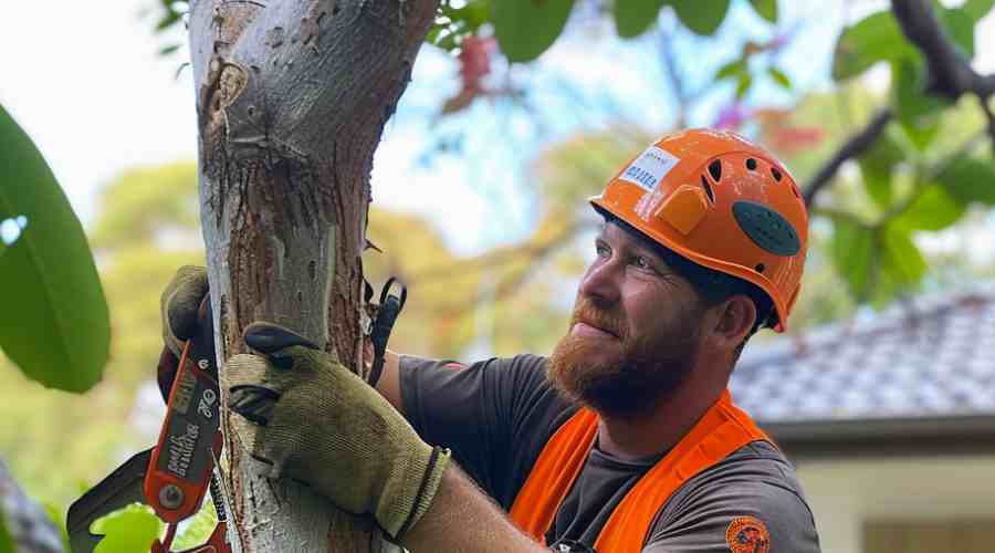 10 Steps For DIY Tree Removal