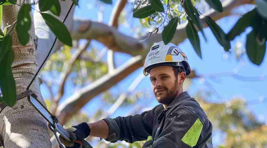 Top Reasons to Call an Arborist