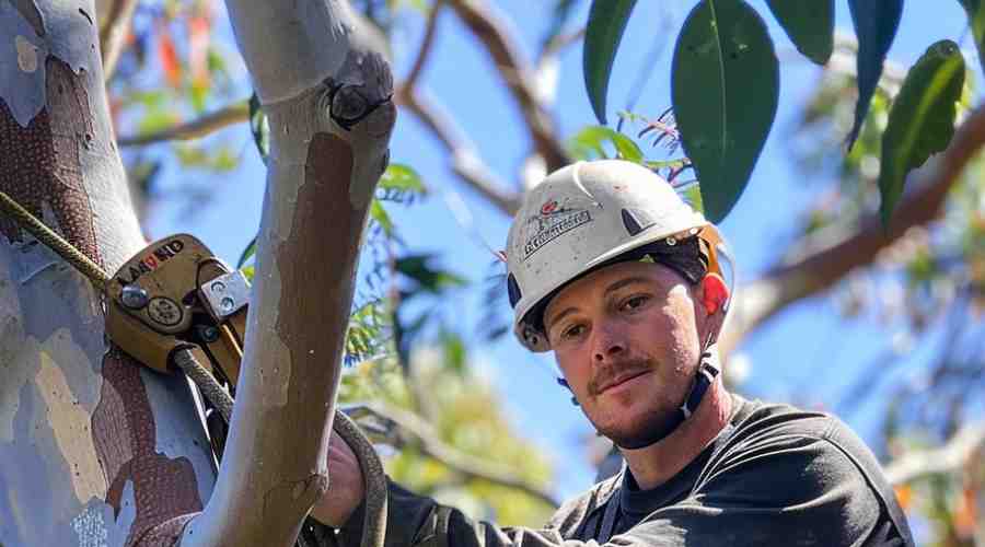 Tree Pruning Vs. Tree Lopping