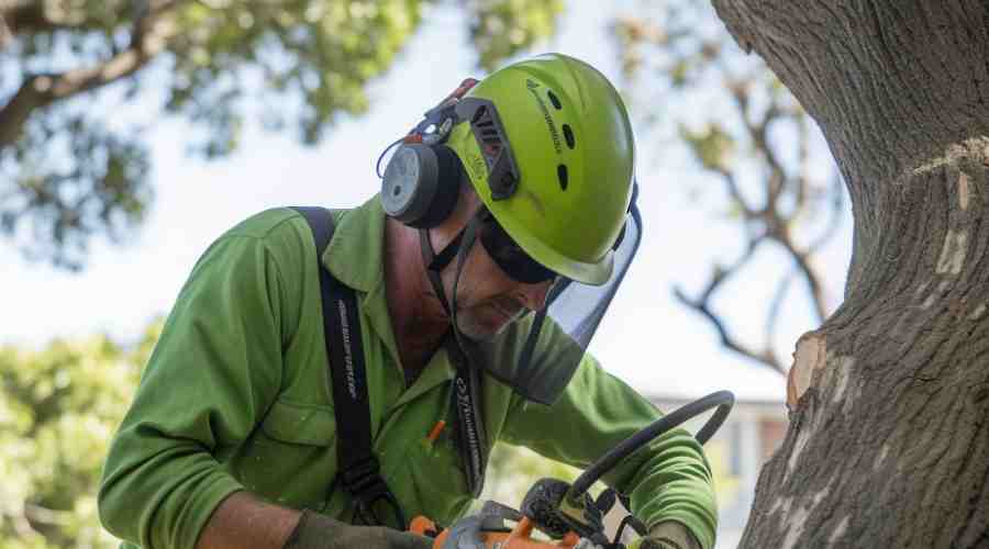 Tree Removal Safety Guide