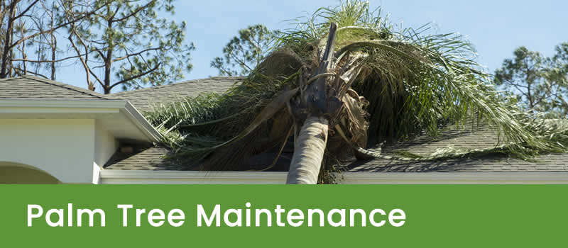 Brisbane Palm Tree Cleaning & Removal